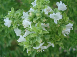 flor de albahaca