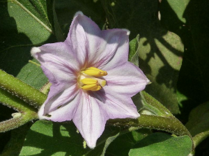 Flor de Berenjena