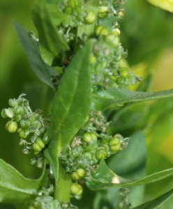 flor de espinaca