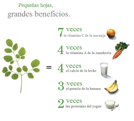 beneficios de las hojas de moringa