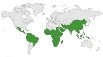 Lugares de crecimiento natural de Moringa spp.( www.treesforlife.org)