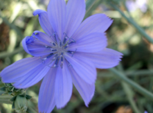 Flor de Achicoria