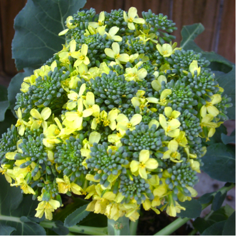 brocoli brecol flores