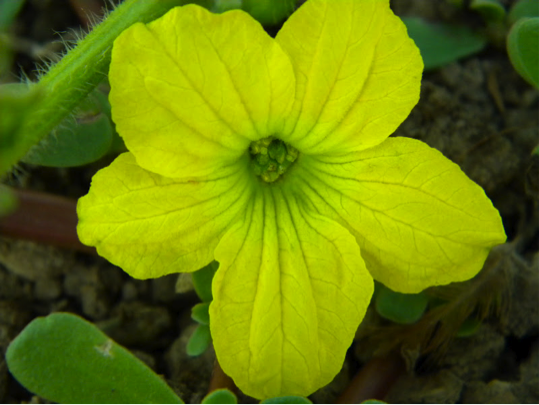 melon-flor