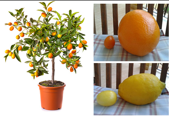 En el Naranjo y Limonero Enano los frutos pueden ser más pequeños. También encontramos variedades de frutales bonsai.