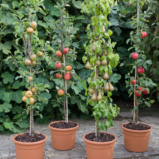 Peras y Manzanas en Maceta