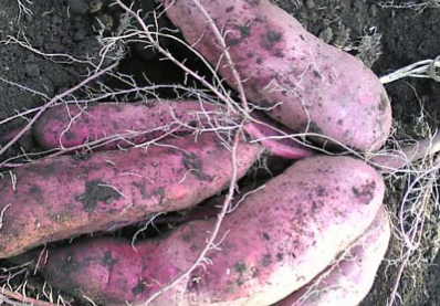 cultivar-batata