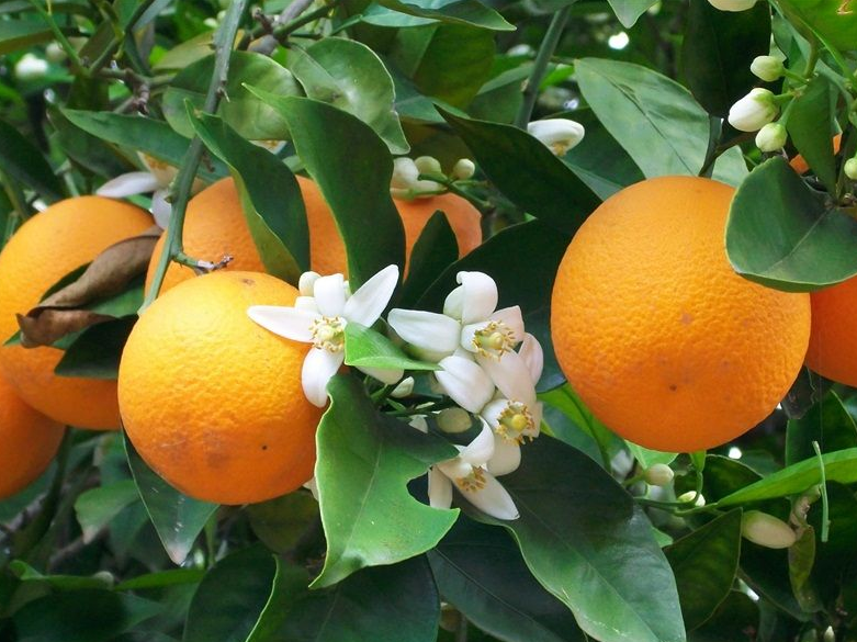 Flores de Naranjo Amargo