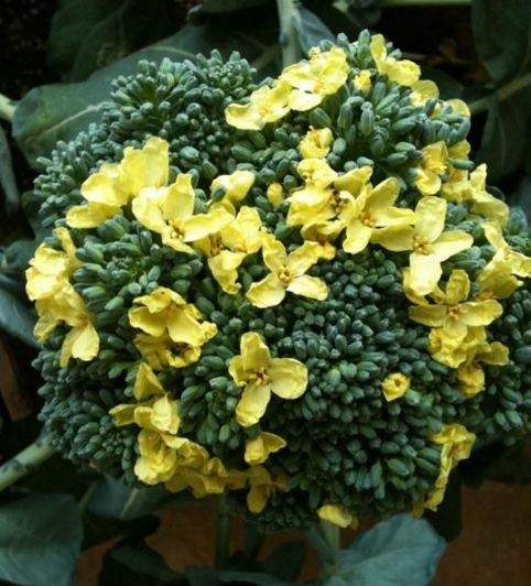 Flor de Brócoli