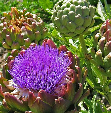 Flor de Alcaucil