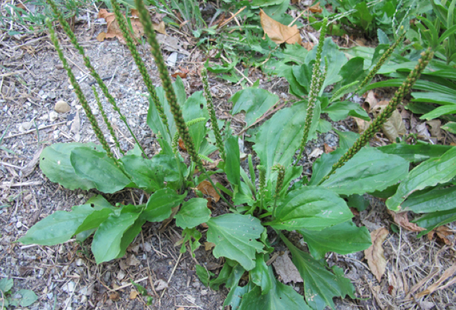 Aparece entre cultivos, huertas, jardines y en suelos dañados. Es muy conocido por su gran cantidad de aplicaciones medicinales. Las hojas se consumen crudas, cocidas como acelga o en infusiones.