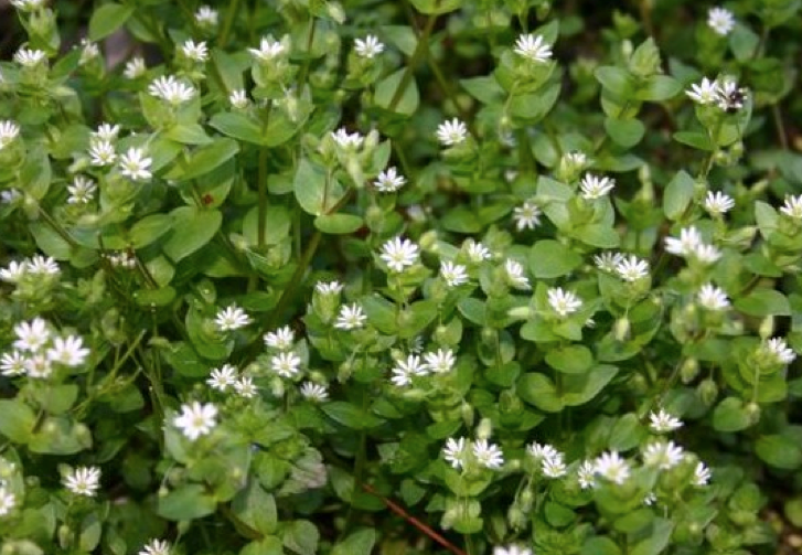 Se la encuentra en jardines, huertas, baldíos y caminos. Toda la planta se puede comer cocida, mezclada con otras verduras. Se puede usar el agua de cocción para cocinar arroz, porque son muy nutritivas y tienen muchos minerales y azúcares, aunque también puede concentrar nitratos. Las hojas, los tallos finos y las flores se pueden usar en ensaladas.