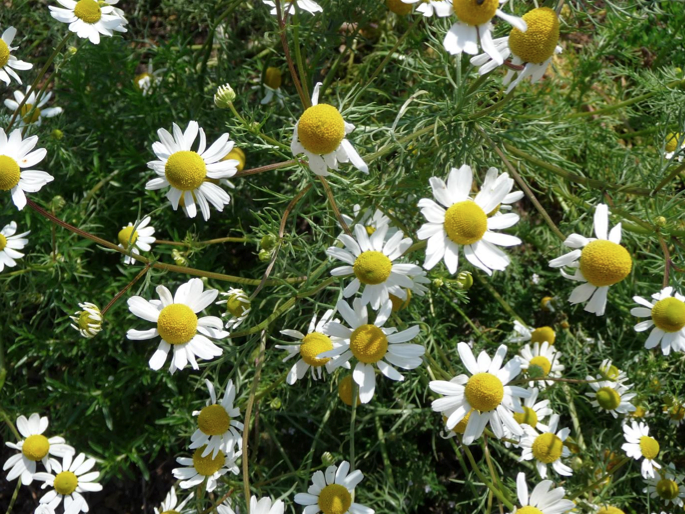 Otra planta clásica del botiquín de las abuelas, se la encuentra en forma silvestre en el campo y es fácil de reconocer por sus flores perfumadas. Las flores se usan para infusiones, frescas o secadas a la sombra, y para licores. En forma industrial se la destila para obtener aceite esencial.