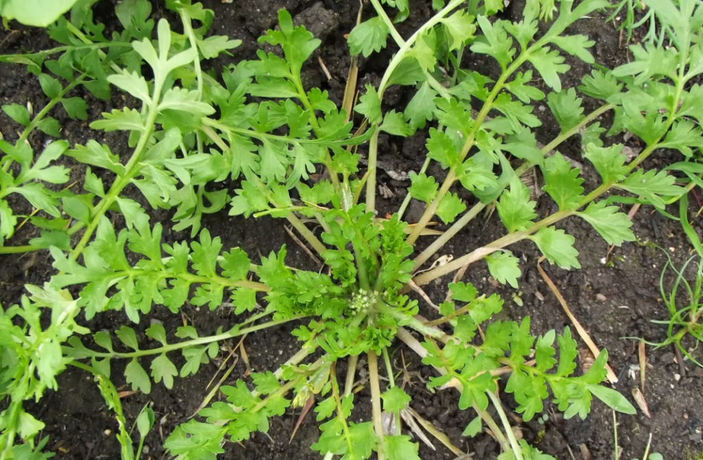 El mastuerzo se encuentra en veredas, entre las baldosas y en lugares pisoteados porque sus hojas y ramas se apoyan directamente en el suelo. Se consume crudo en ensaladas o como condimento para agregar a mayonesas o aderezos por su sabor picante, parecido al berro. Las hojas secadas al sol se pueden moler para hacer panes, pastas y sopas.