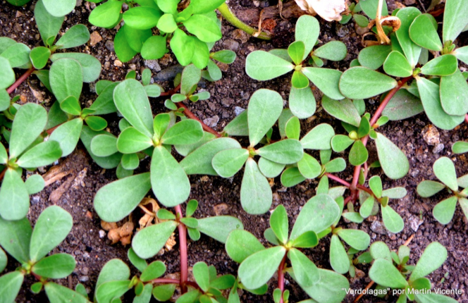 Es una planta muy invasora, por lo que es fácil de encontrar, ¡hasta en nuestras propias macetas!. Es muy rica en minerales y en algunos países se cultiva por su alto contenido en ácidos grasos Omega 3. Sus hojas, que son gruesas y carnosas, se pueden preparar en ensaladas, guisos y sopas; también se pueden preparar en encurtidos.