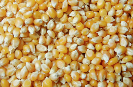 semillas de maiz
