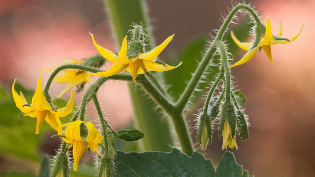 flor-de-tomate