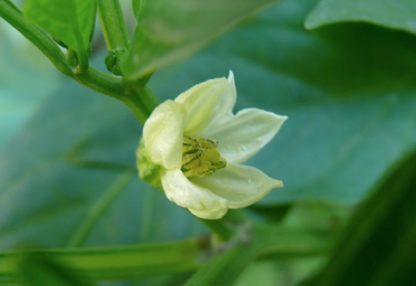 flor-pimiento-morron