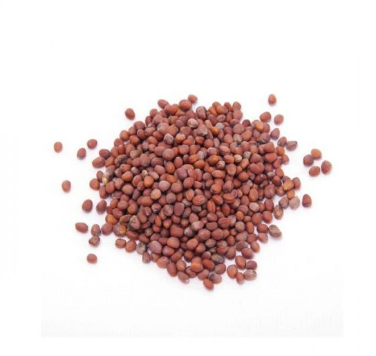 &iquest;C&oacute;mo cultivar Rabanito?