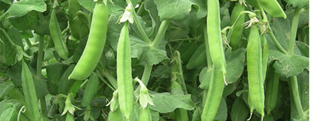 Cómo cultivar Arvejas? – El Brote Urbano