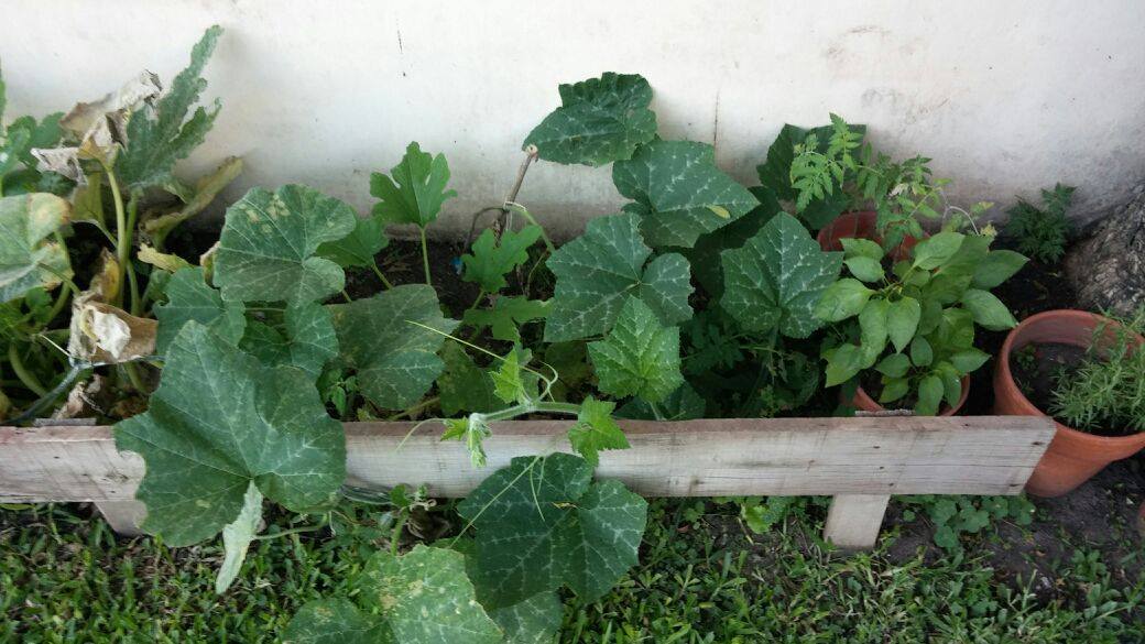 huerta zapallo paula huerta zapallo paula