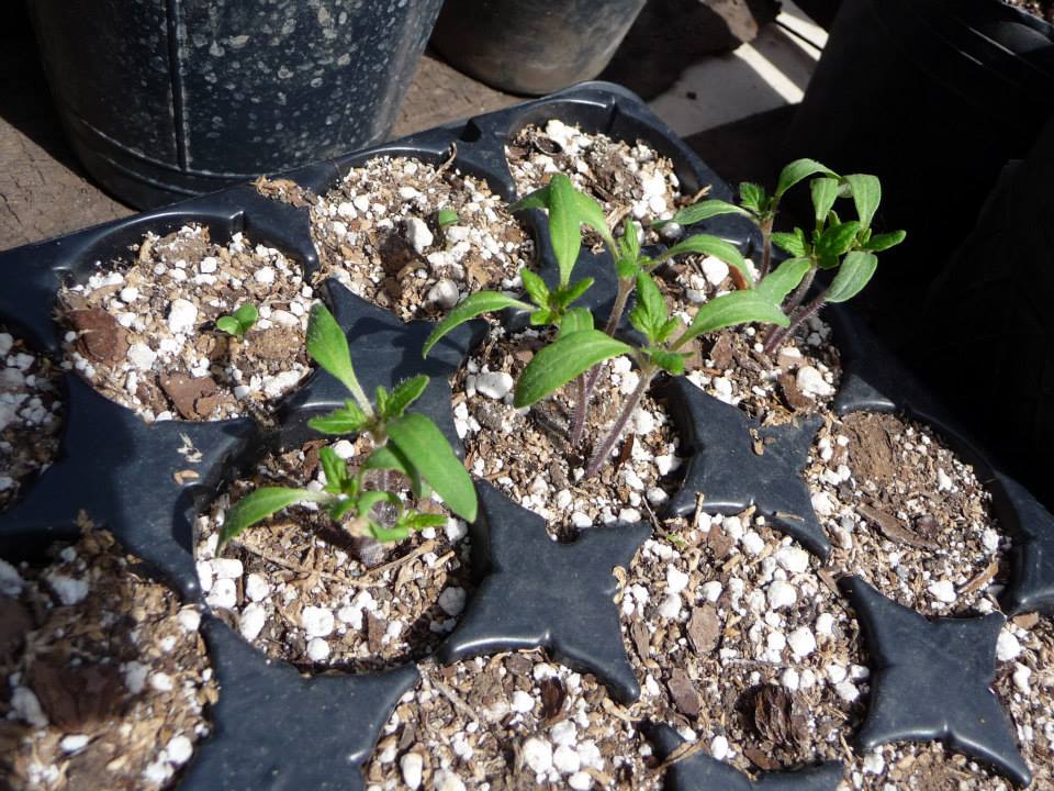 louise almacigos tomate louise almacigos tomate
