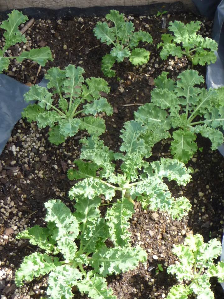 louise kale louise kale