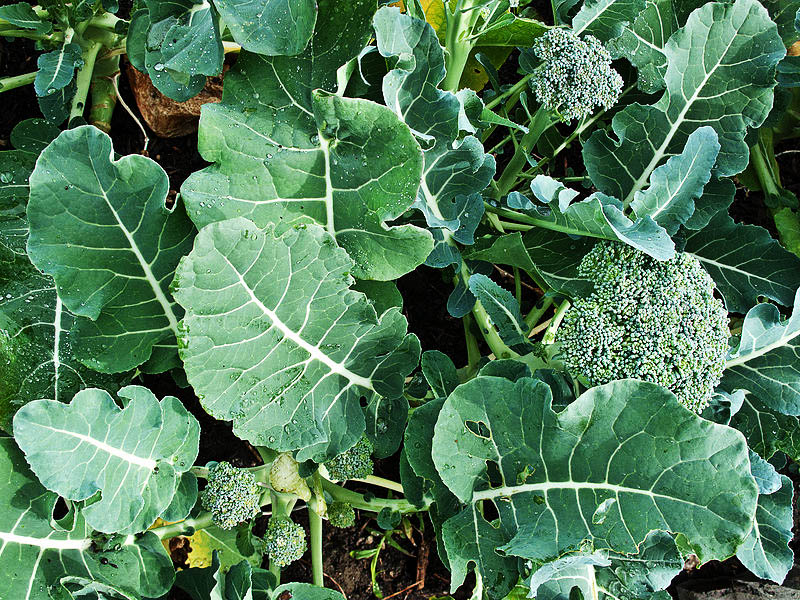 terminar propiedad Medicinal Cómo cultivar Brócoli? – El Brote Urbano