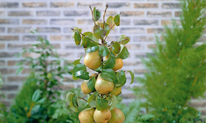 Dwarf pear tree 008