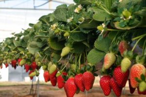 fresa frutilla cultivo1
