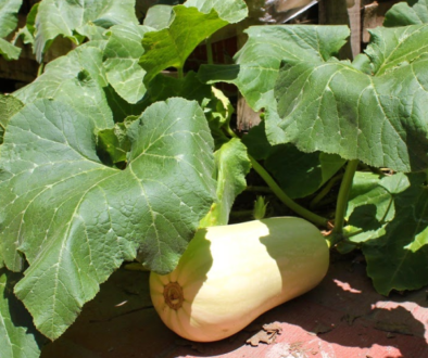 como cultivar zapallo