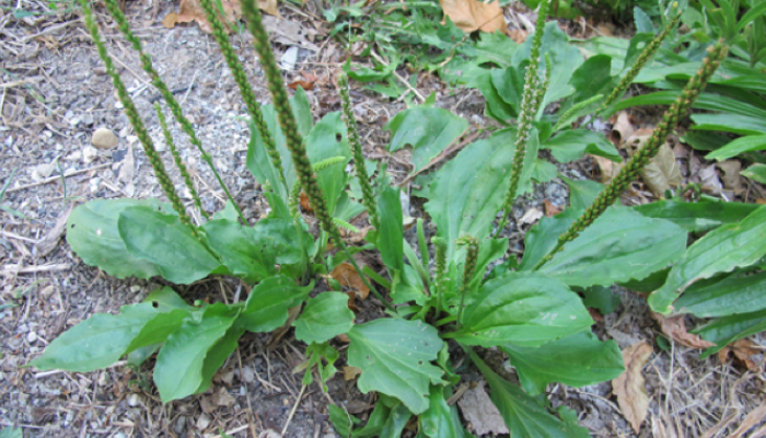 Plantago o llantén (Plantago major) Aparece entre cultivos, huertas, jardines y en suelos dañados. Es muy conocido por su gran cantidad de aplicaciones medicinales. Las hojas se consumen crudas, cocidas como acelga o en infusiones.