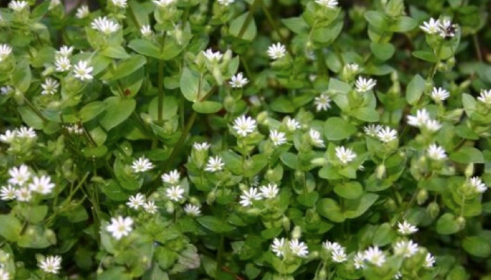 Capiquí (Stellaria media) Se la encuentra en jardines, huertas, baldíos y caminos. Toda la planta se puede comer cocida, mezclada con otras verduras. Se puede usar el agua de cocción para cocinar arroz, porque son muy nutritivas y tienen muchos minerales y azúcares, aunque también puede concentrar nitratos. Las hojas, los tallos finos y las flores se pueden usar en ensaladas.