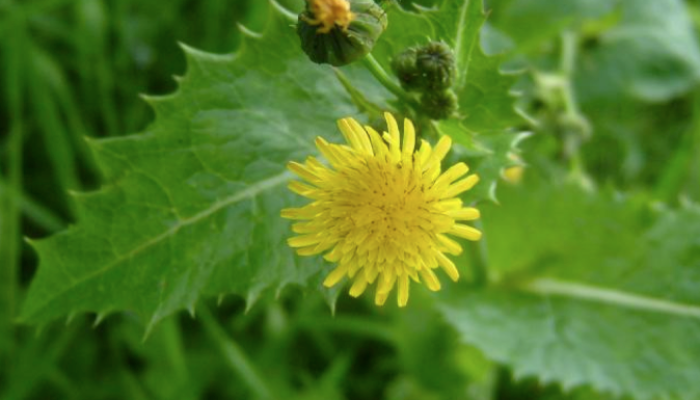 Cerraja (Sonchus Asper) Suele aparecer en jardines, huertas y en el borde de los caminos. Se encuentra en todo el país y se la considera muy invasora. Se llama así por la forma aserrada de sus hojas, algo parecida al diente de león. Sus tallos y las hojas más tiernas se pueden consumir crudas en ensalada o se pueden cocinar como si fueran espinacas, o agregarse a rellenos y sopas.