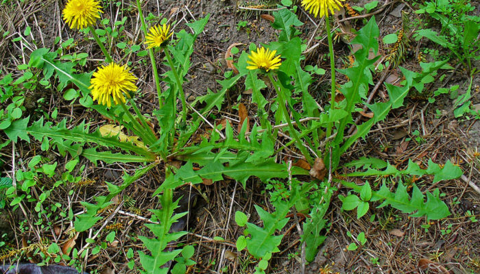 Diente de León (Taraxacum officinale) ¿Quién no le pidió deseos a los “panaderos”? El diente de león es muy fácil de reconocer, y todas las partes de la planta son comestibles. Las hojas se pueden usar crudas o hervidas y tienen un gusto un poco amargo (por eso también lo llaman “achicoria amarga”). Las raíces se preparan crudas, ralladas en ensaladas, fritas o tostadas y molidas como sustituto del café. Los capullos se pueden comer crudos, cocidos, como encurtidos o fritos; las flores maduras se pueden freír o usar para preparar vinos, cerveza, licores y dulces.