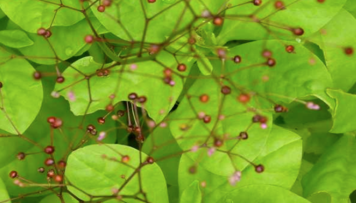 Fosforito (Talinum paniculatum) Es fácil que las flores y frutos del fosforito llamen la atención por su aspecto al costado de caminos, en baldíos, y también sobre escombros y mampostería. Como todo un símbolo de resistencia, es una planta que tolera el glifosato. Las hojas y los tallos tiernos se pueden usar cocidos en todo tipo de rellenos.
