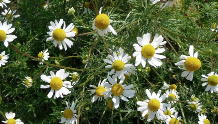 Manzanilla (Matricaria Recutita) Otra planta clásica del botiquín de las abuelas, se la encuentra en forma silvestre en el campo y es fácil de reconocer por sus flores perfumadas. Las flores se usan para infusiones, frescas o secadas a la sombra, y para licores. En forma industrial se la destila para obtener aceite esencial.