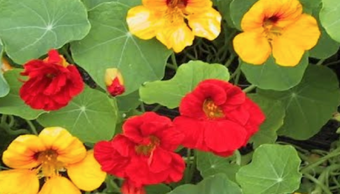 Taco de reina (Tropaeolum majus) También se la conoce como capuchina, es muy fácil de reconocer en canteros, jardines y huertas; incluso se la usa como ornamental. Las hojas y las flores se pueden usar en ensalada; por sus colores, las flores también se usan como guarnición o para decorar platos. Los capullos se pueden usar en vinagre como las alcaparras, y las semillas se pueden comer tostadas.