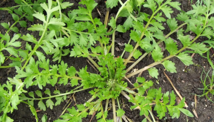 Mastuerzo (Coronopus didymus) El mastuerzo se encuentra en veredas, entre las baldosas y en lugares pisoteados porque sus hojas y ramas se apoyan directamente en el suelo. Se consume crudo en ensaladas o como condimento para agregar a mayonesas o aderezos por su sabor picante, parecido al berro. Las hojas secadas al sol se pueden moler para hacer panes, pastas y sopas.