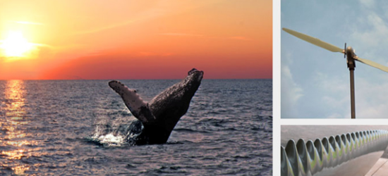 ballena biomimicry