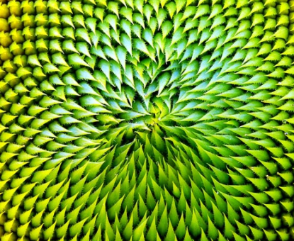 biomimicry biomimesis