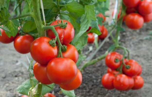 cultivar tomates en maceta