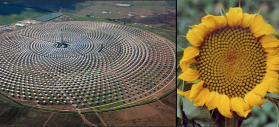 planta solar biomimicry