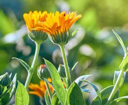 propiedades-calendula